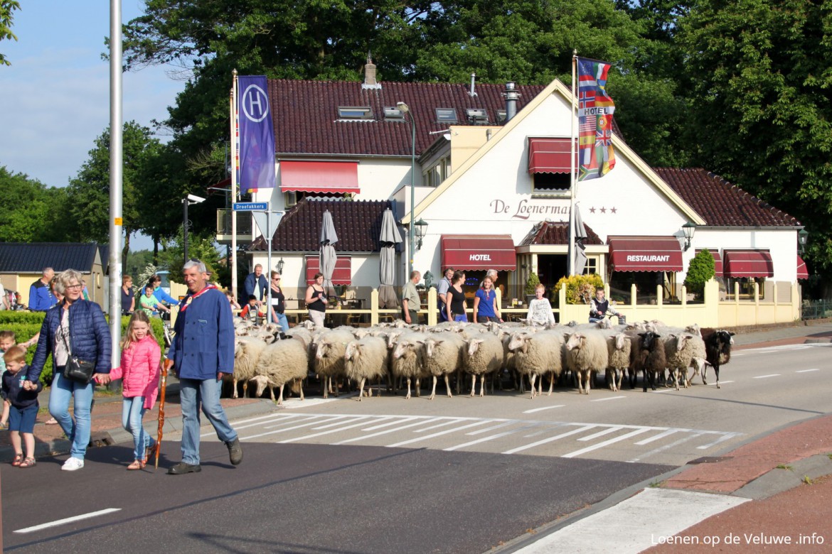 Schaapscheerdersfeest