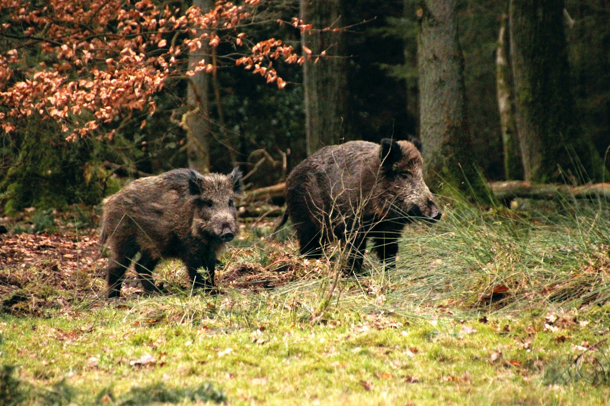 wild spotten, zwijnen, wandelen, fietsen, natuur, loenen, loenermark, uiteten, toerist, hotel, overnachten, restaurant